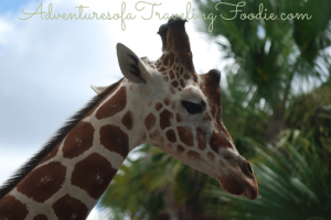 Giraffe Naples Zoo Florida