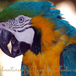 Macaw at Naples Zoo Florida