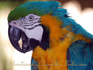 Macaw at Naples Zoo Florida