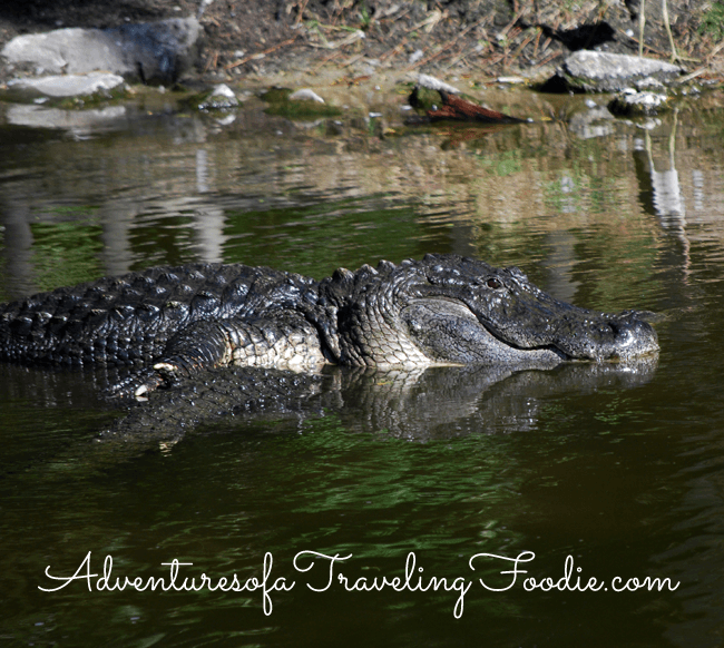 alligators at Naples Zoo Florida