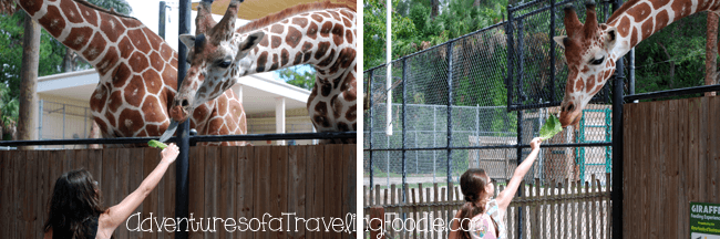 feed giraffes at Naples Zoo Florida