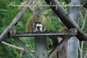 White-fronted lemurs at Naples Zoo Florida