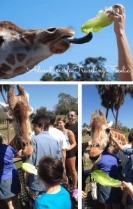 feeding giraffes