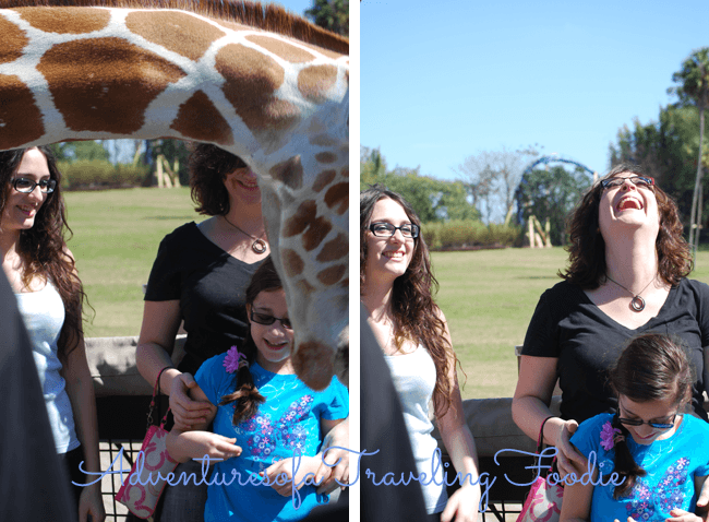 5 Reasons YOU Should Go on a Busch Gardens Serengeti Safari!  #travel #Florida #buschgardens
