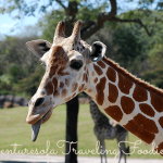 5 Reasons YOU Should Go on a Busch Gardens Serengeti Safari!