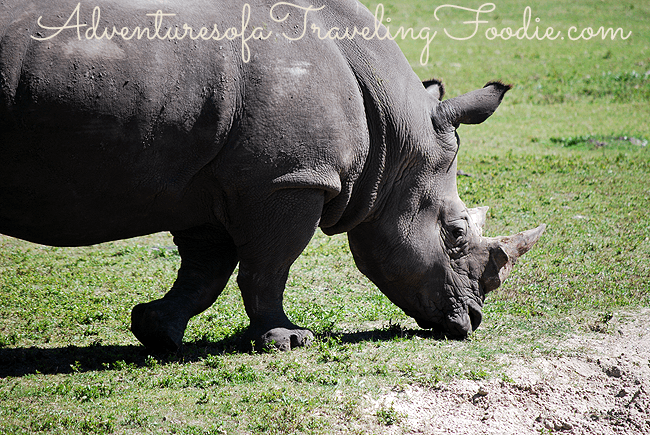 5 Reasons YOU Should Go on a Busch Gardens Serengeti Safari!  #travel #Florida #buschgardens
